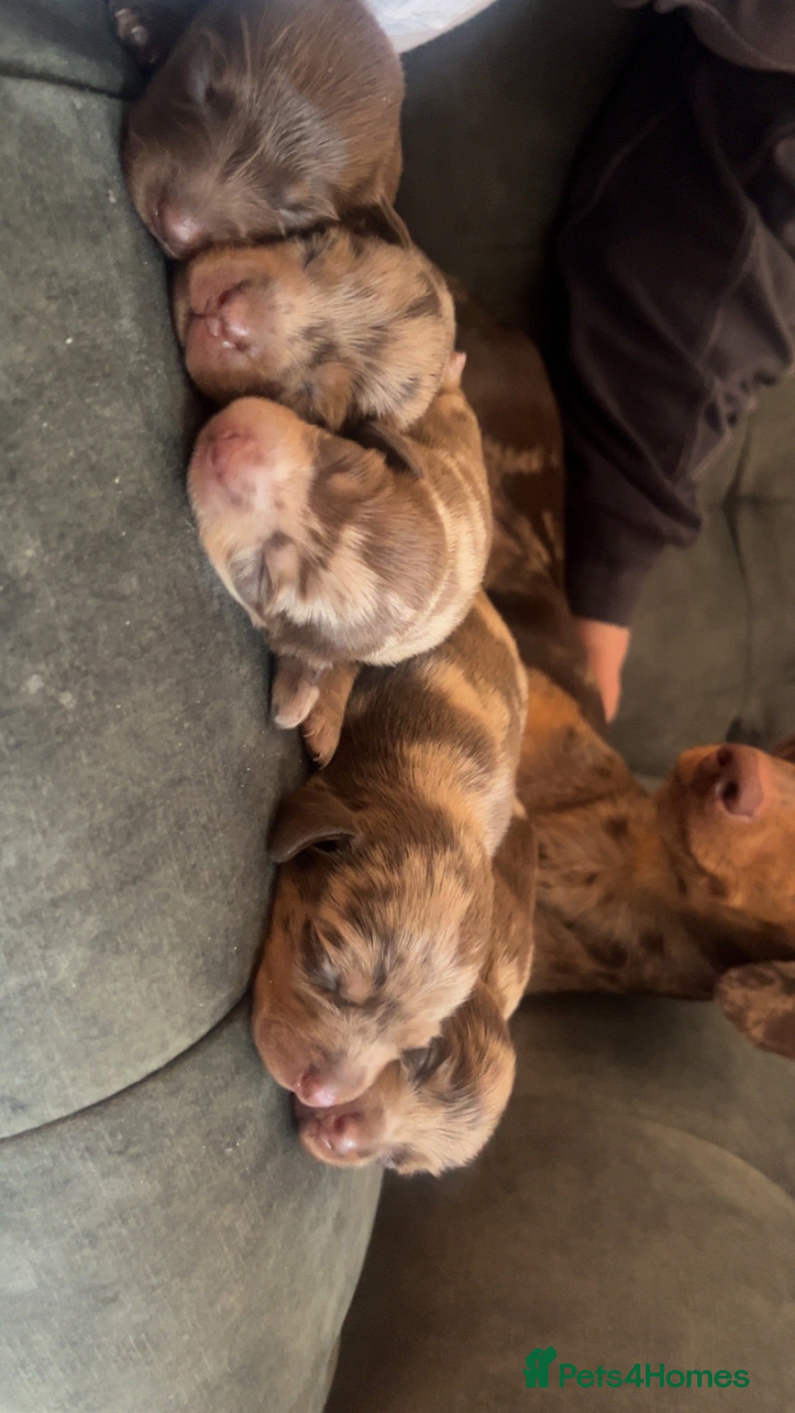 Miniature Dachshund dogs Miniature dachshund puppies - Advert 9