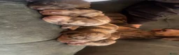 Miniature Dachshund dogs for sale: 4 beautiful miniature dachshunds  - Advert 5