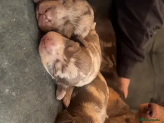 Miniature Dachshund dogs Miniature dachshund puppies - Advert 9