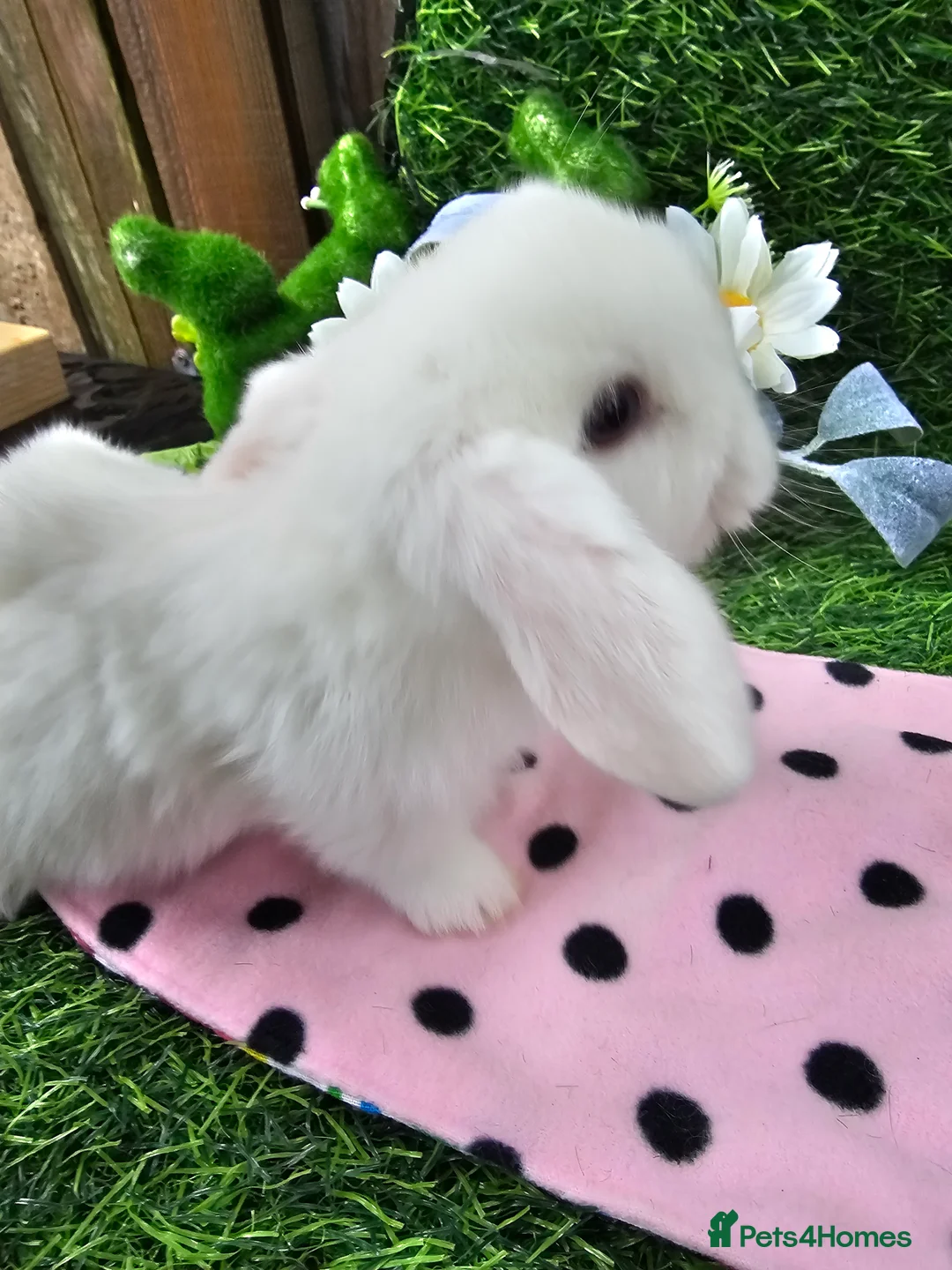 Mini Lop rabbits for sale: Beautiful Purbreed Mini Lops - Advert 5