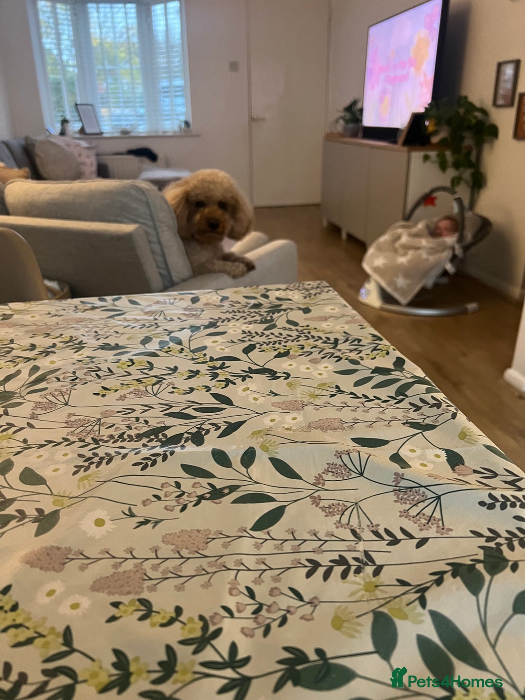 Cavapoo dogs for sale: Cavapoo male for rehoming in Sandy - Image 4