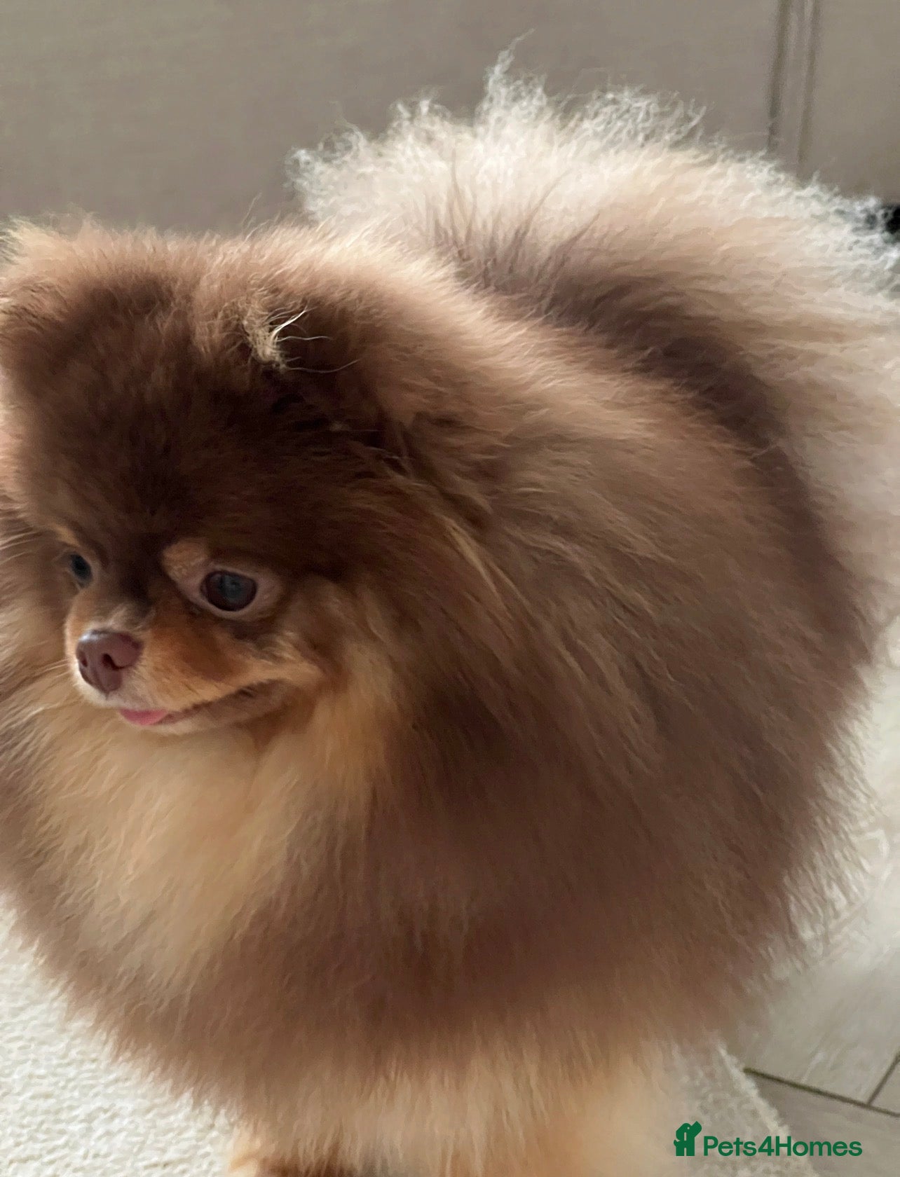 Pomeranian dogs True-Breed Chocolate and Tan Pomeranian  - Advert 3
