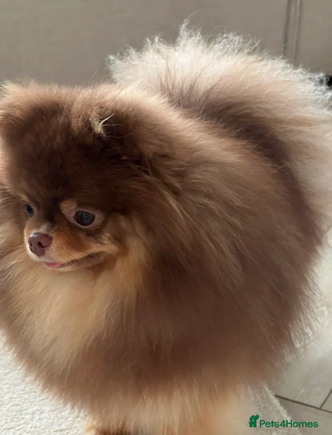 Pomeranian dogs for stud: True-Breed Chocolate and Tan Pomeranian  - Advert 1