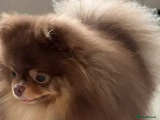 Pomeranian dogs True-Breed Chocolate and Tan Pomeranian - Advert 3