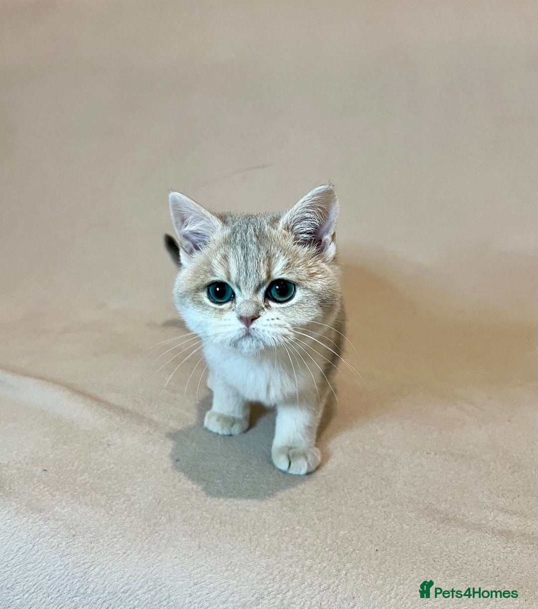 British Shorthair cats for sale: 🐾 Pure BSH Kittens 🐾  - Advert 10