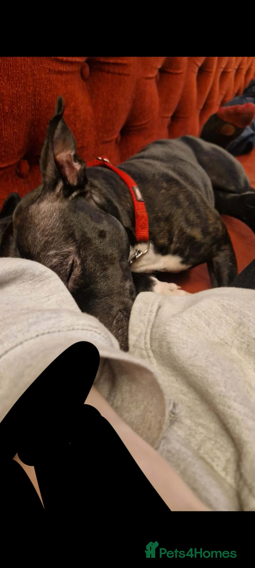 Staffordshire Bull Terrier dogs for sale: Staffy in Rugeley - Advert 2