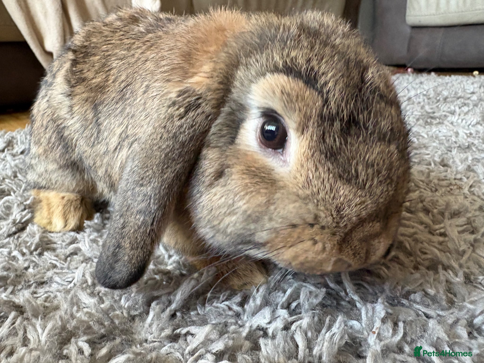 Mini Lop rabbits Female Mini lop - Advert 3