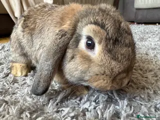 Mini Lop rabbits Female Mini lop - Advert 3
