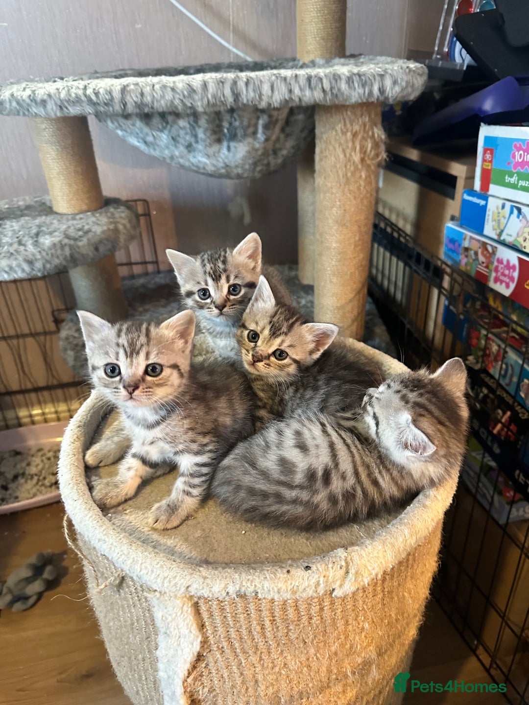 British Shorthair cats for sale: Cute British shorthair kittens - Advert 6