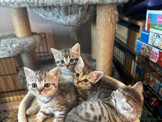 British Shorthair cats Cute British shorthair kittens - Advert 16