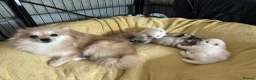 Pomeranian dogs for sale: Beautiful Triple Coat Male Pomeranian Puppy - Advert 10