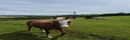 Welsh Section A horses for sale: Welsh X Chestnut Gelding - Advert 4
