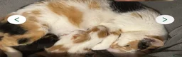Domestic Shorthair cats for sale: Beautiful 13 week old male kitten needs new home. - Advert 13