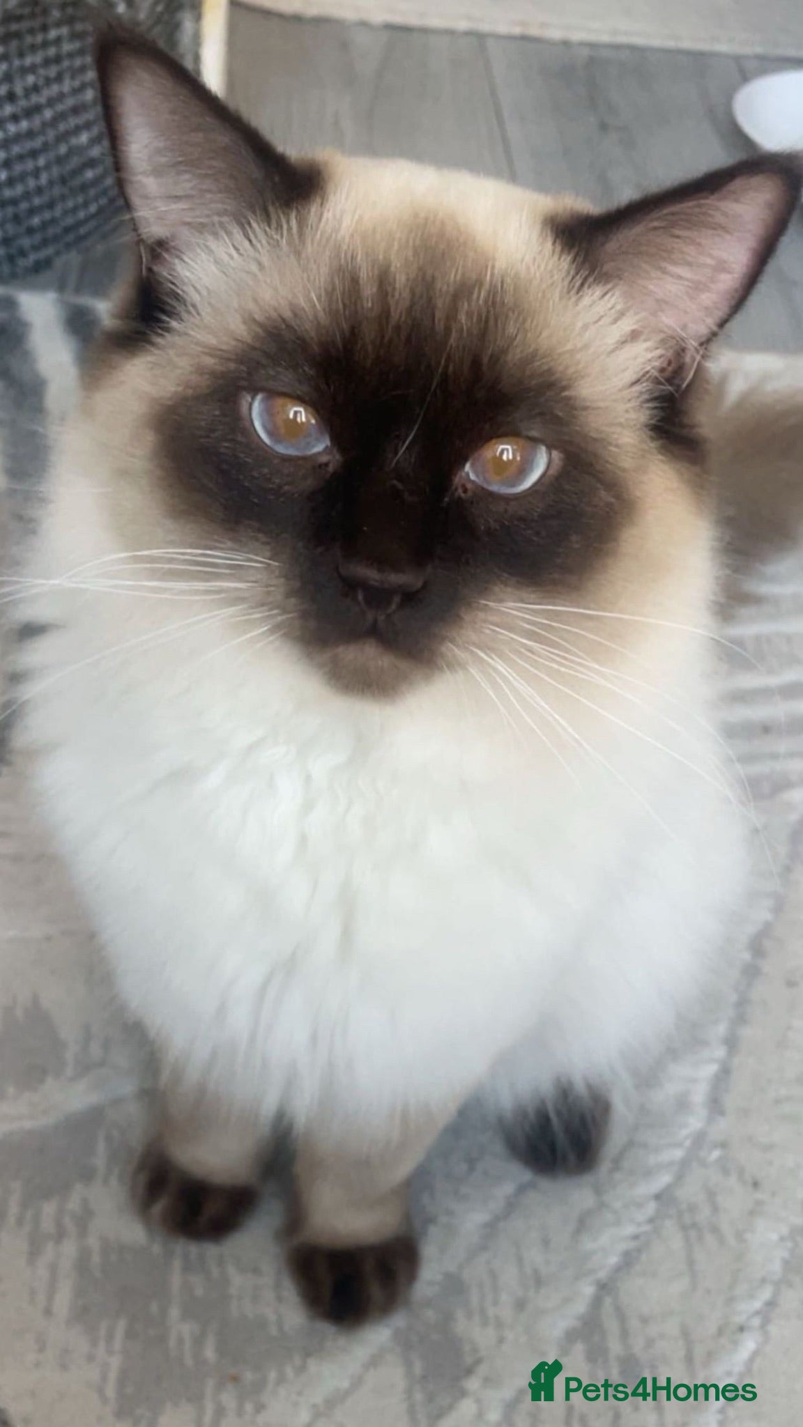 Ragdoll cats Stunning Male Ragdoll Cat Seeking New Home - Advert 2