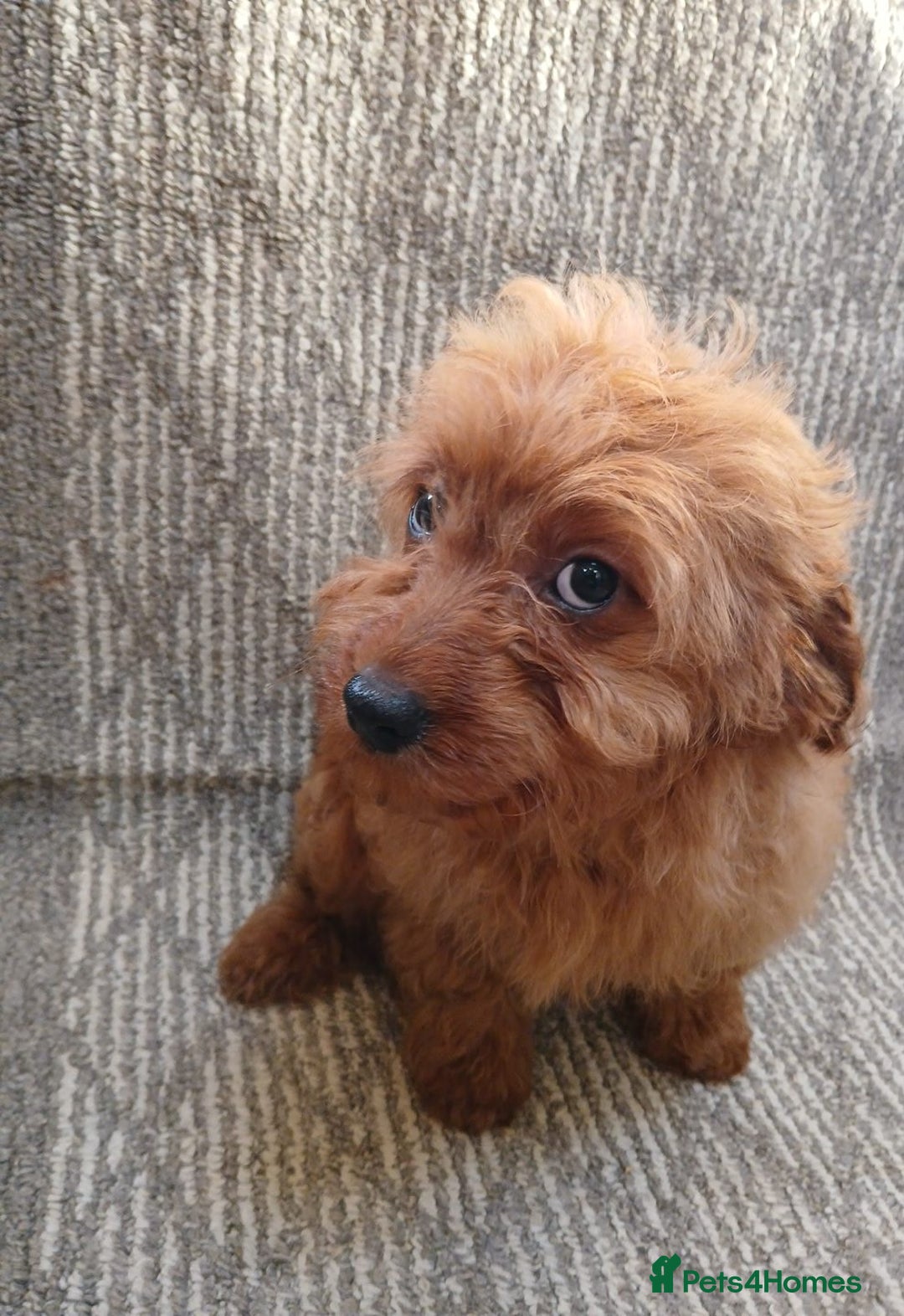 Cavapoo dogs for sale: Red cavapoo pups - Advert 19