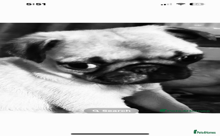 Pug dogs - Advert 1