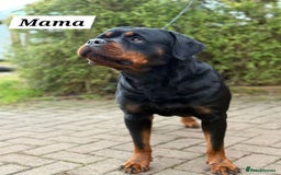 Rottweiler dogs for sale: KC Registered Rottweiler Puppies excellent lineage - Image 20