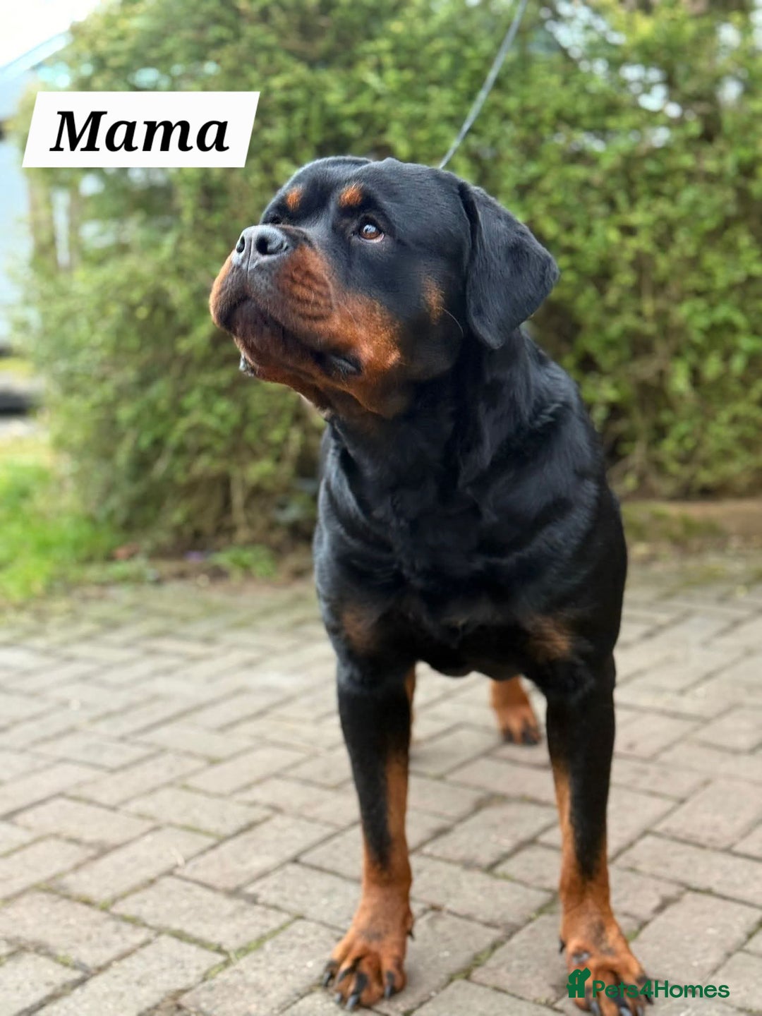 Rottweiler dogs for sale: KC Registered Rottweiler Puppies excellent lineage - Image 20