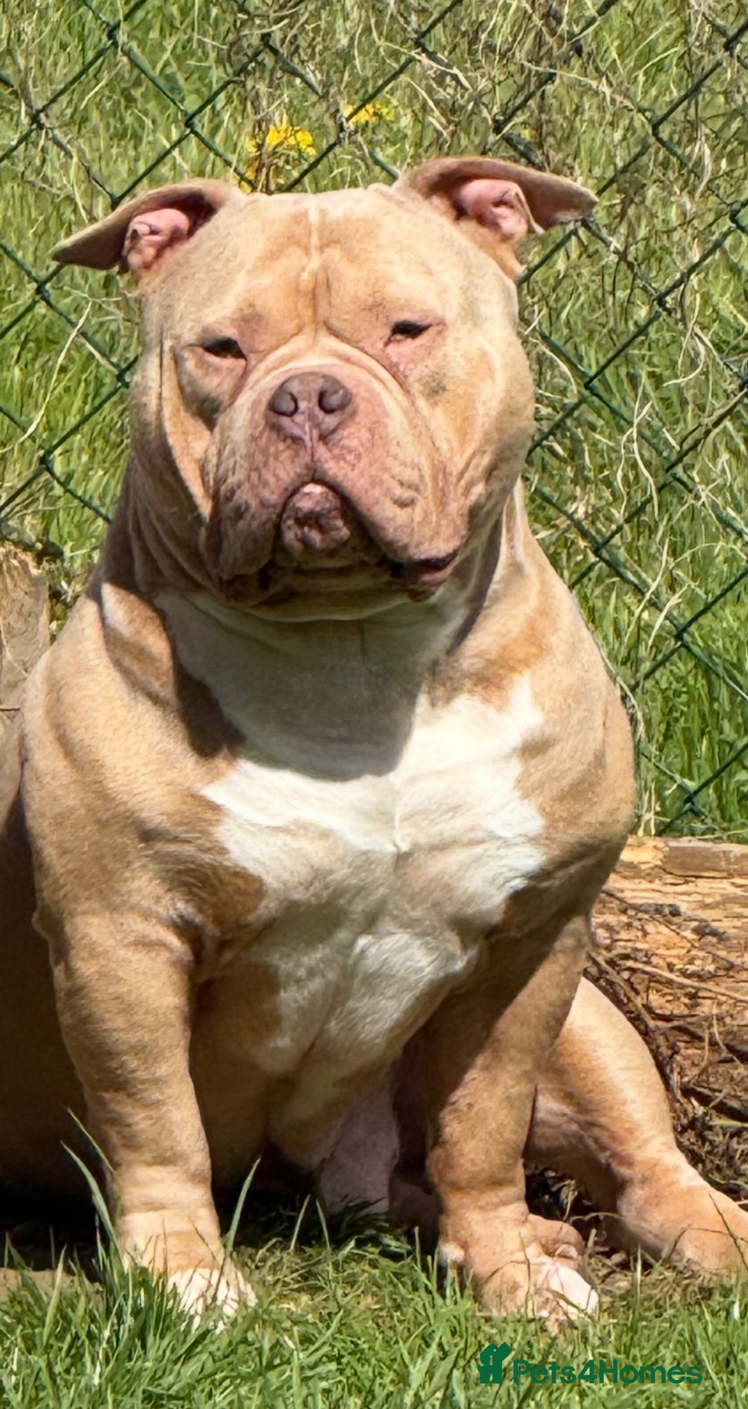 American Bully dogs POCKET BULLY ⭐️ STUD ONLY ⭐️ - Advert 1