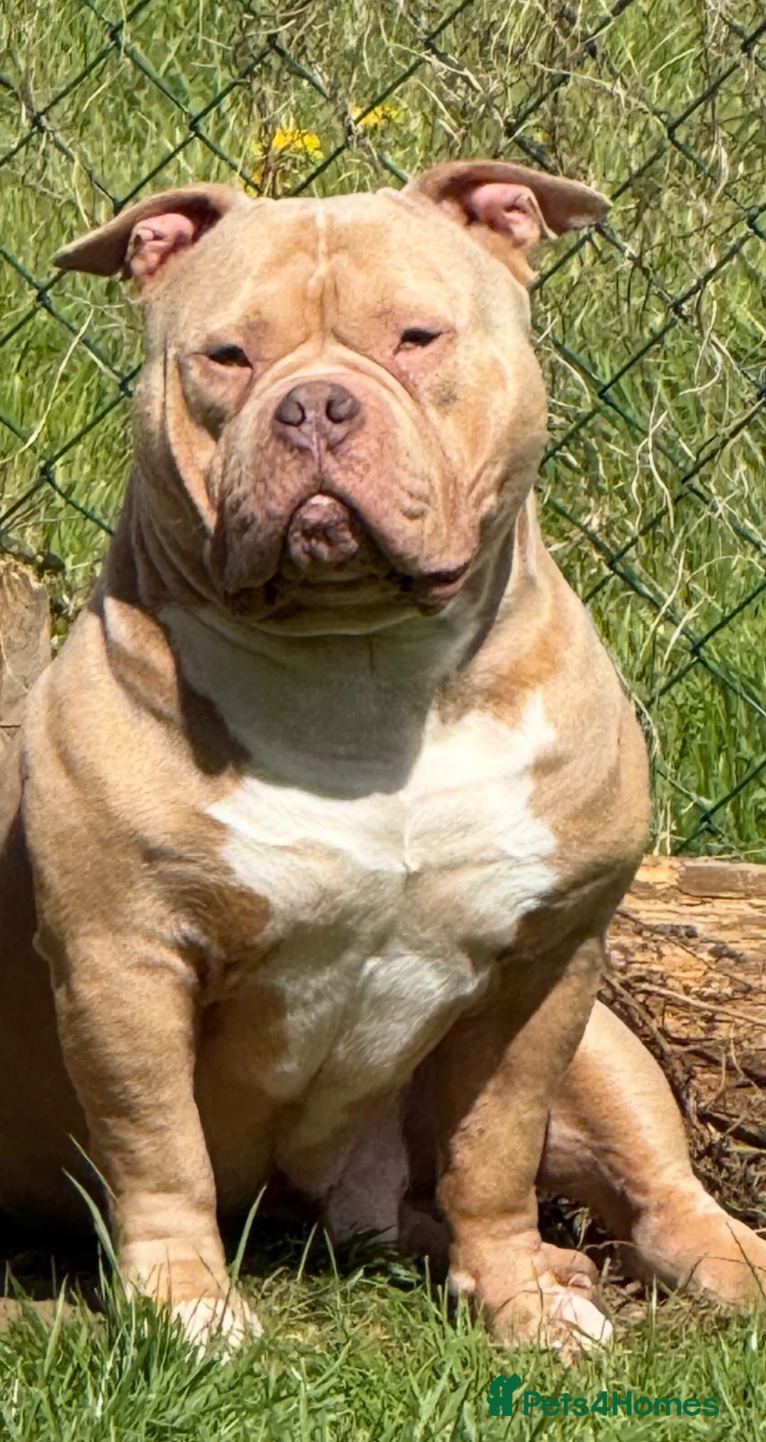 American Bully dogs for stud: POCKET BULLY ⭐️ STUD ONLY ⭐️ - Advert 1