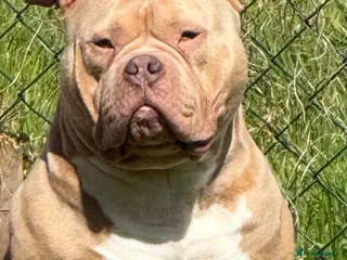 American Bully dogs POCKET BULLY ⭐️ STUD ONLY ⭐️ - Advert 1