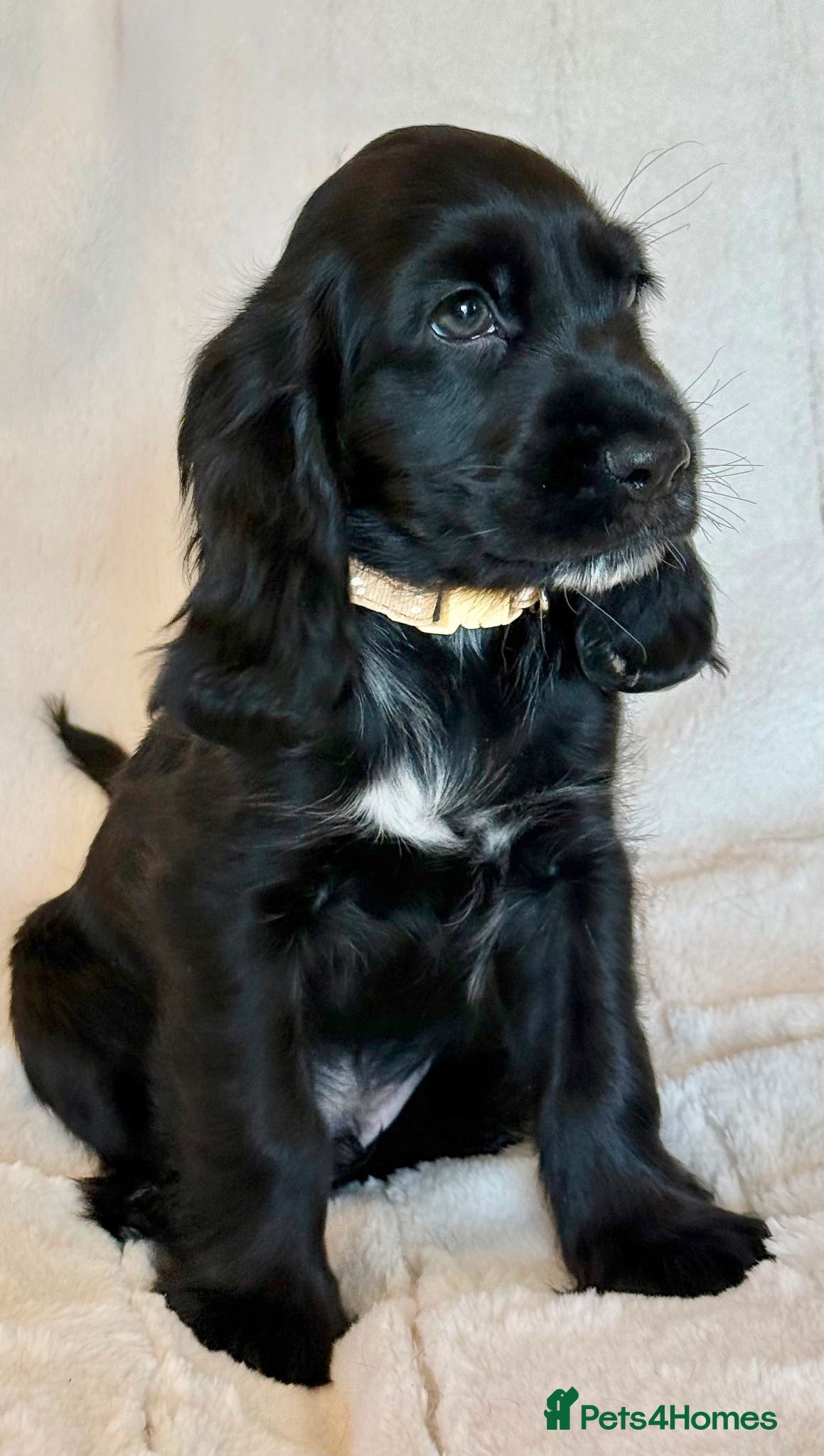 Cocker Spaniel dogs Health Tested KC Reg Showline Cocker Spaniel Pups - Advert 2