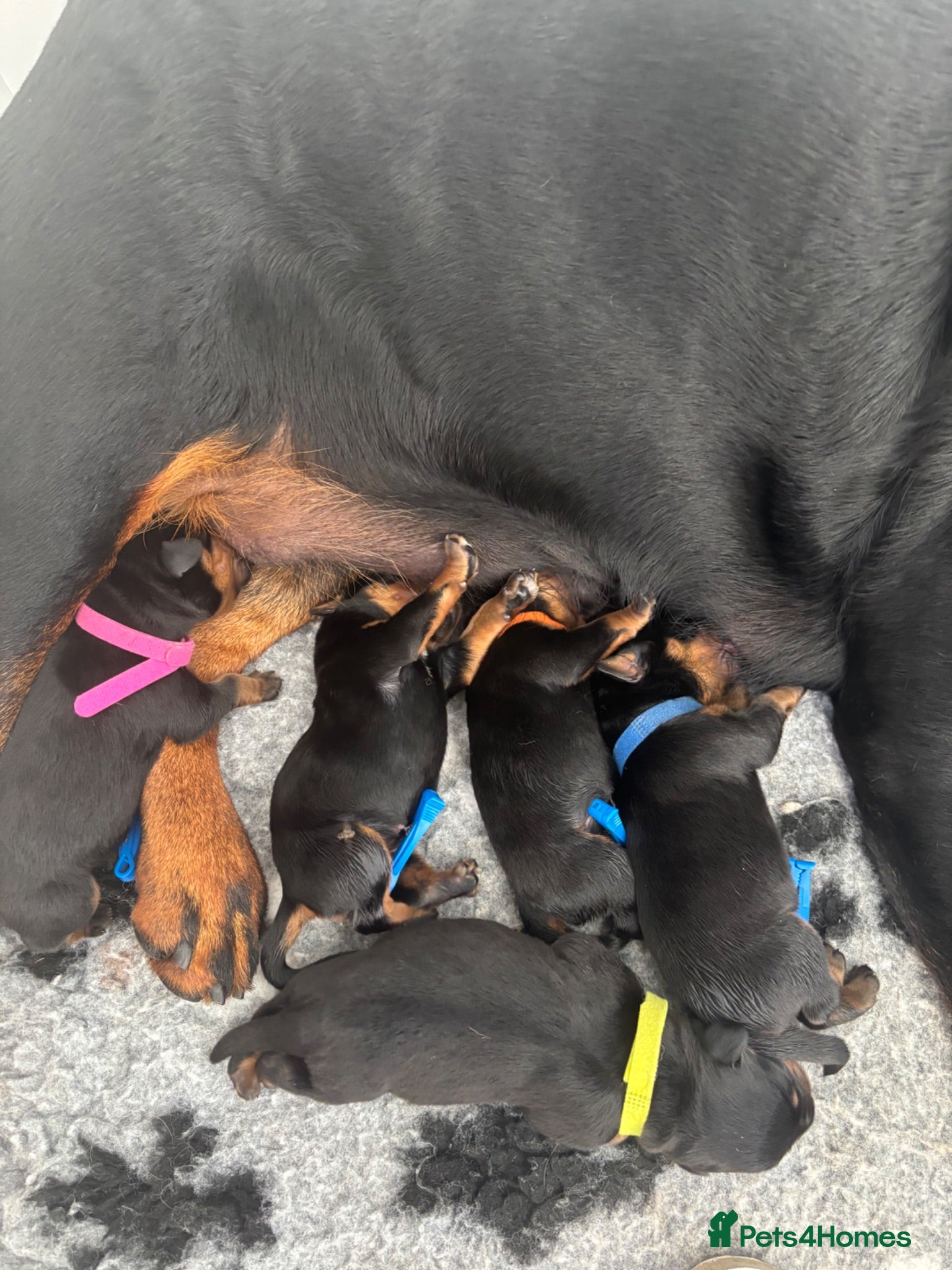Rottweiler dogs Champ KC reg Rottweiler puppy girls 4sale  - Advert 8