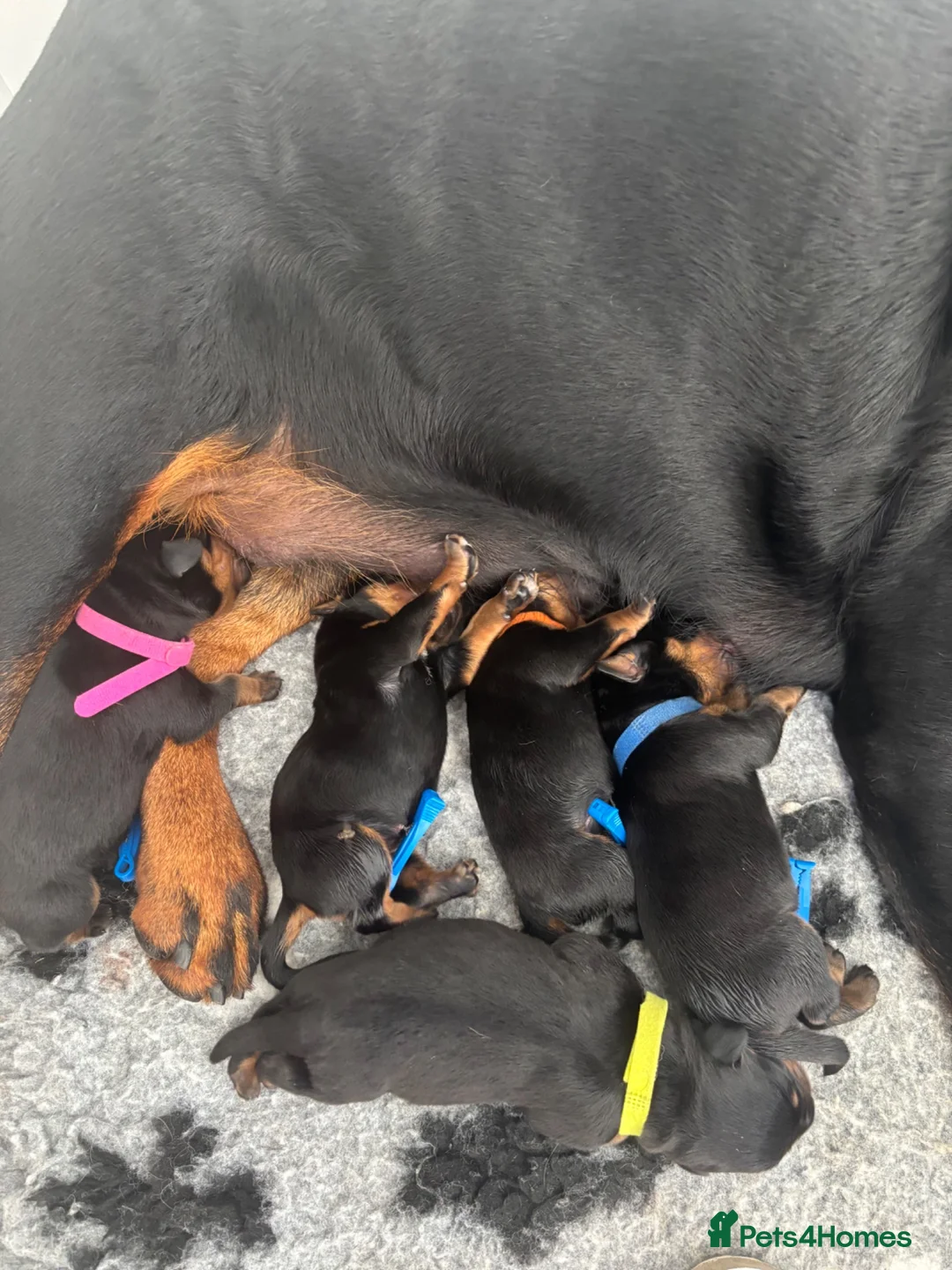 Rottweiler dogs for sale: Champ KC reg Rottweiler puppy girls 4sale  - Advert 1