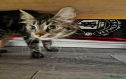 Mixed Breed cats for sale: Fifi is for sale - Image 1