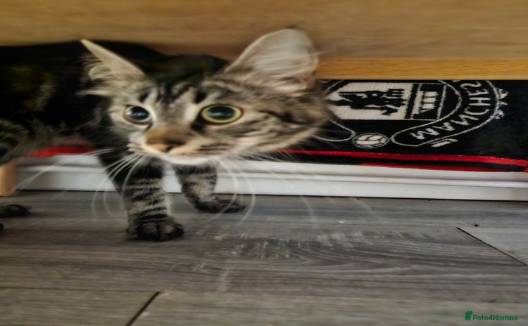 Mixed Breed cats for sale - Advert 1