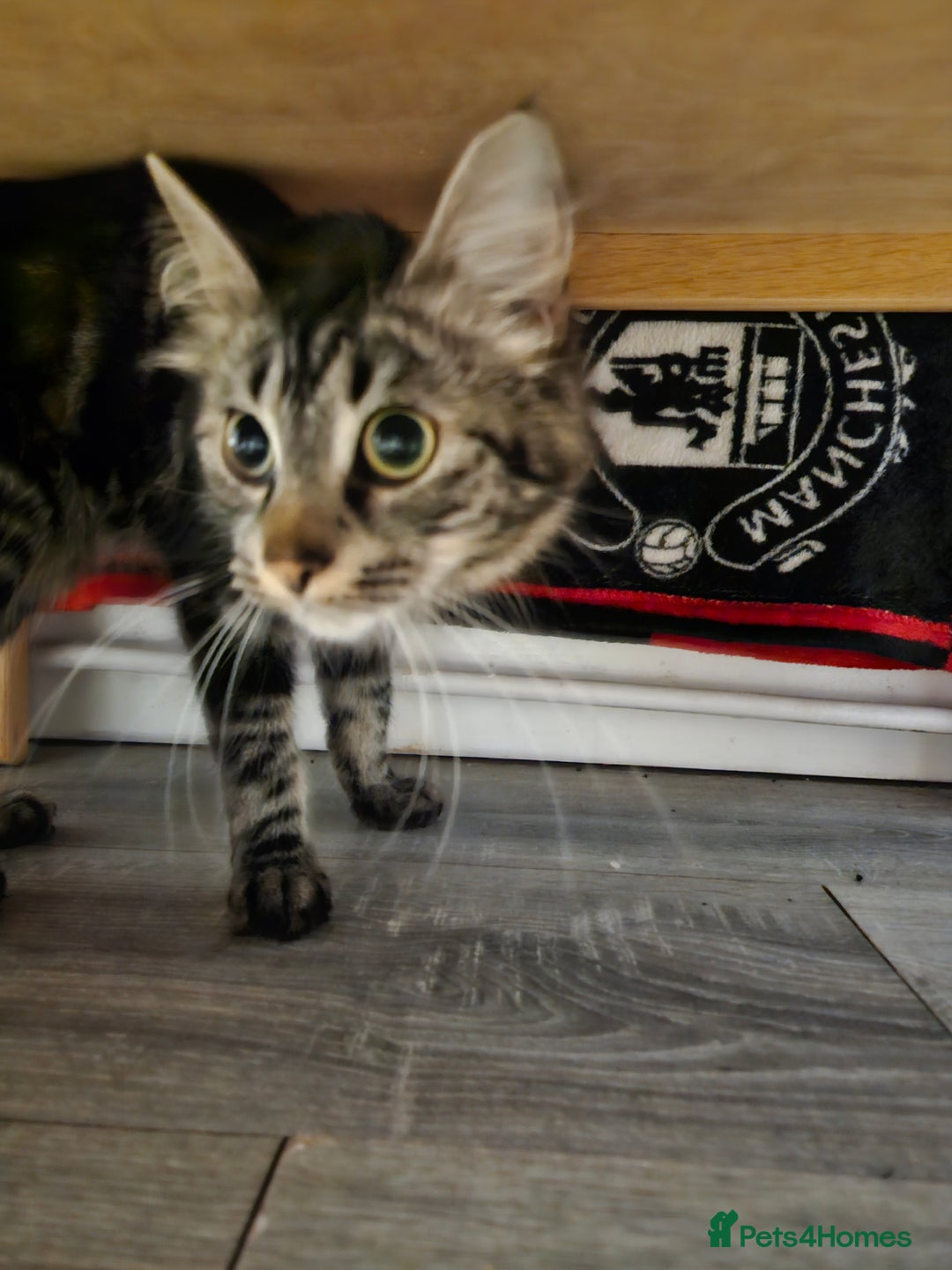 Mixed Breed cats for sale: Fifi is for sale - Image 1