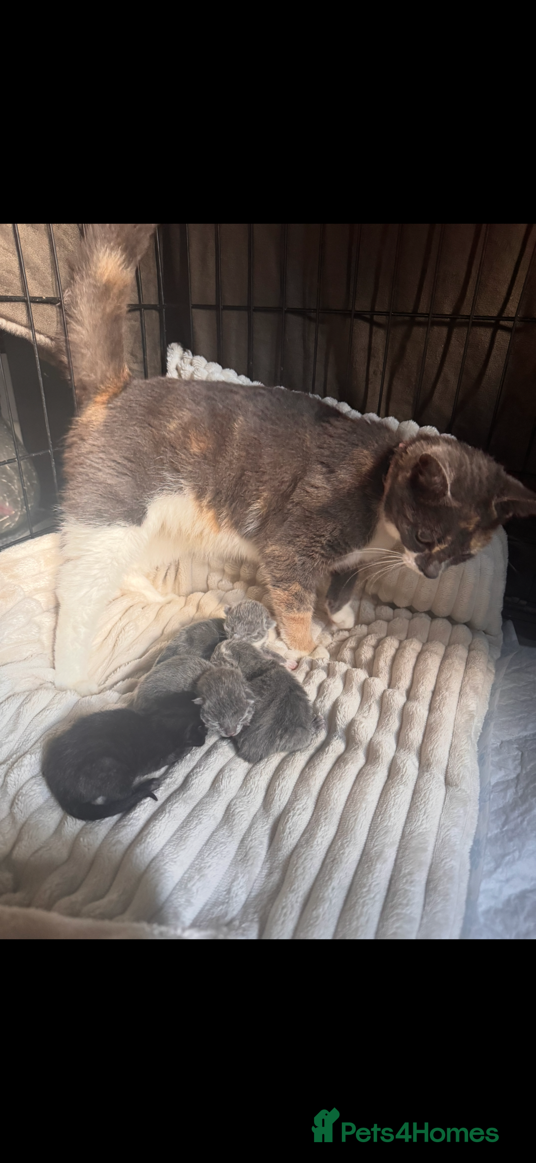 British Shorthair cats for sale: Stunning kittens  - Image 8