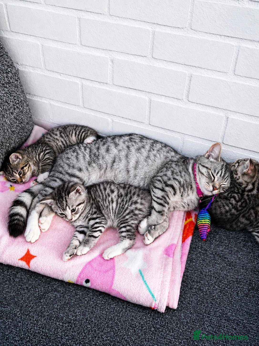 Mixed Breed cats Lovely British Shorthair/Scottish Fold Mix Kittens - Advert 1