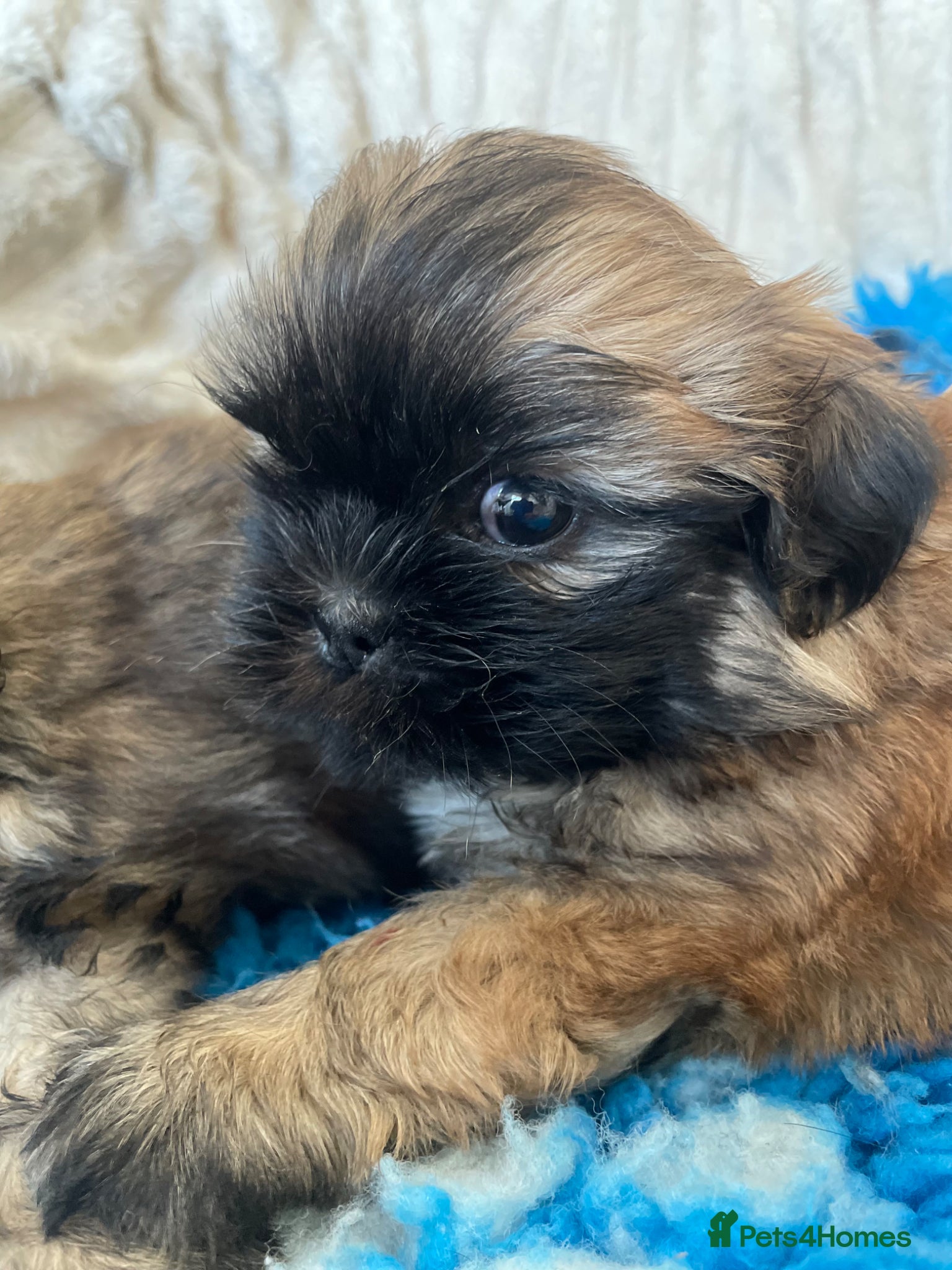 Shih Tzu dogs KC reg standard shihtzu - Advert 1