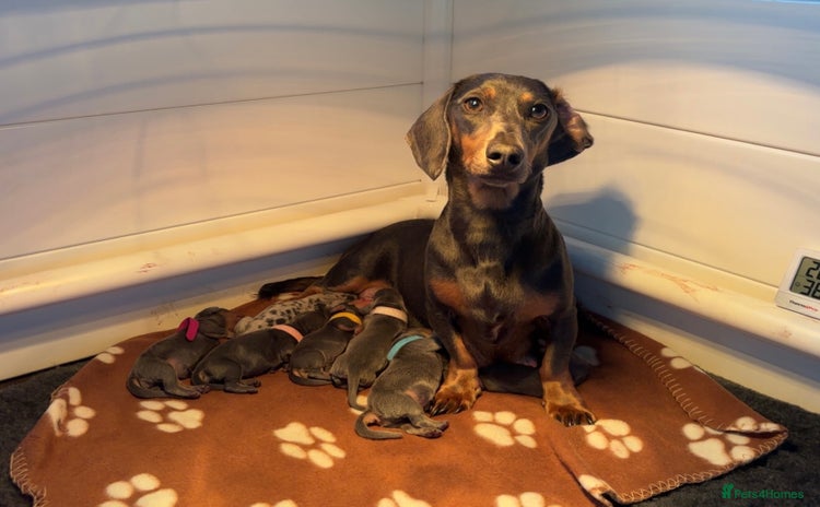 Miniature Dachshund dogs Blue & Tan Miniature Dachshund  - Advert 5