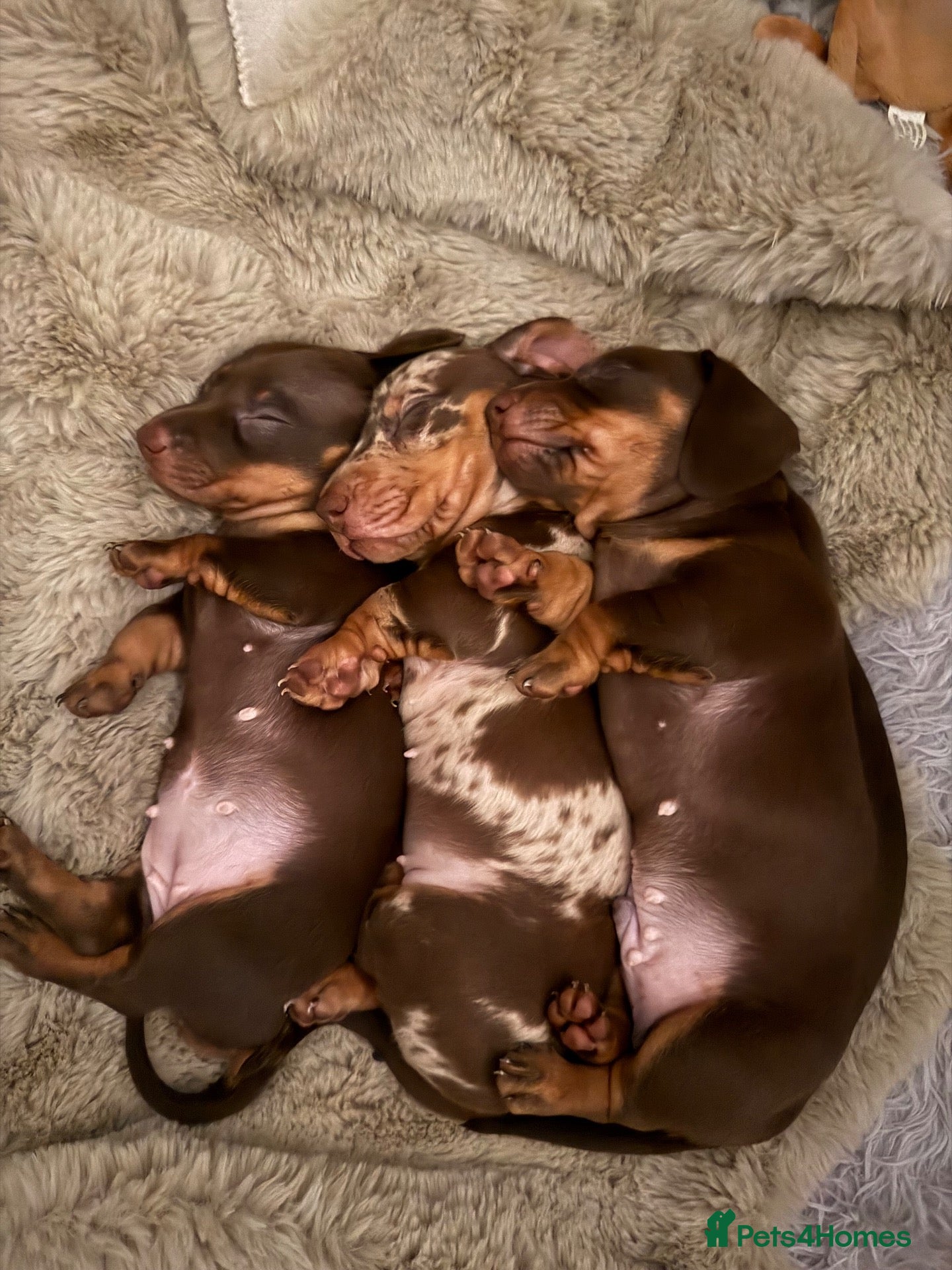 Miniature Dachshund dogs Mini smooth-haired dachshunds  - Advert 2