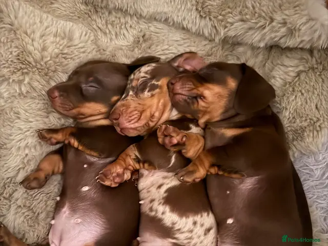 Miniature Dachshund dogs Mini smooth-haired dachshunds - Advert 2