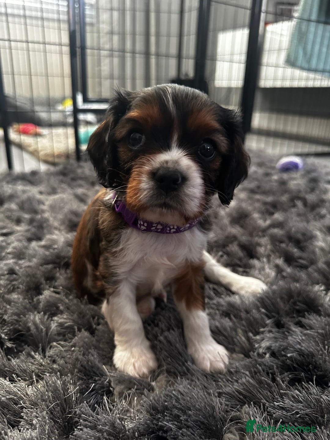 Cavalier King Charles Spaniel dogs for sale: 5 beautiful cavalier King Charles spaniel puppies - Image 12