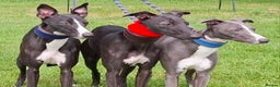 Whippet dogs for stud: Eidynrock Sangoma with Silkspun ,Sportingbred.X in Glasgow - Advert 5