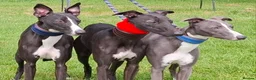 Whippet dogs for stud: Eidynrock Sangoma with Silkspun ,Sportingbred.X in Glasgow - Advert 5