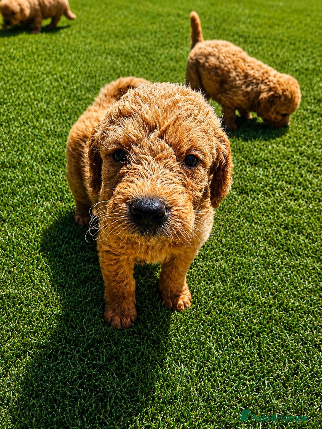 Labradoodle dogs Gorgeous Labradoodle puppies - Advert 2