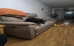 Great Dane dogs for sale: 15 month great dane male for sale - Image 5