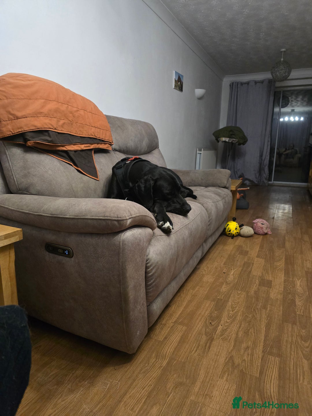 Great Dane dogs for sale: 15 month great dane male for sale - Image 5