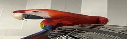Parrots birds for sale: BABY MALE SCARLET MACAW WITH CITIES AND DNA PAPERS - Advert 4