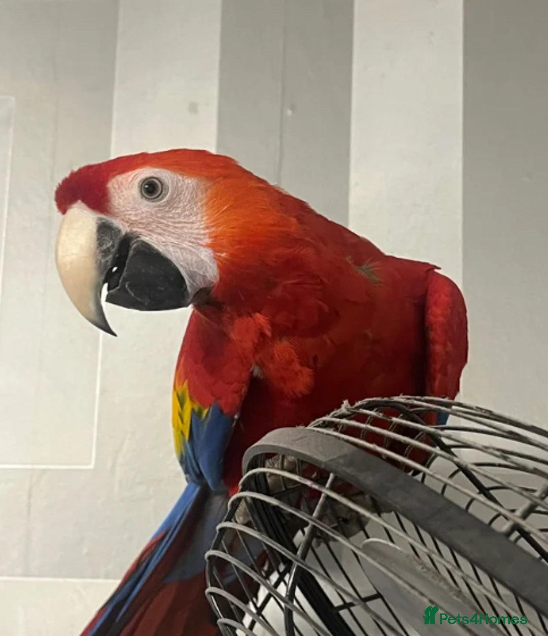 Parrots birds for sale: BABY MALE SCARLET MACAW WITH CITIES AND DNA PAPERS - Advert 4