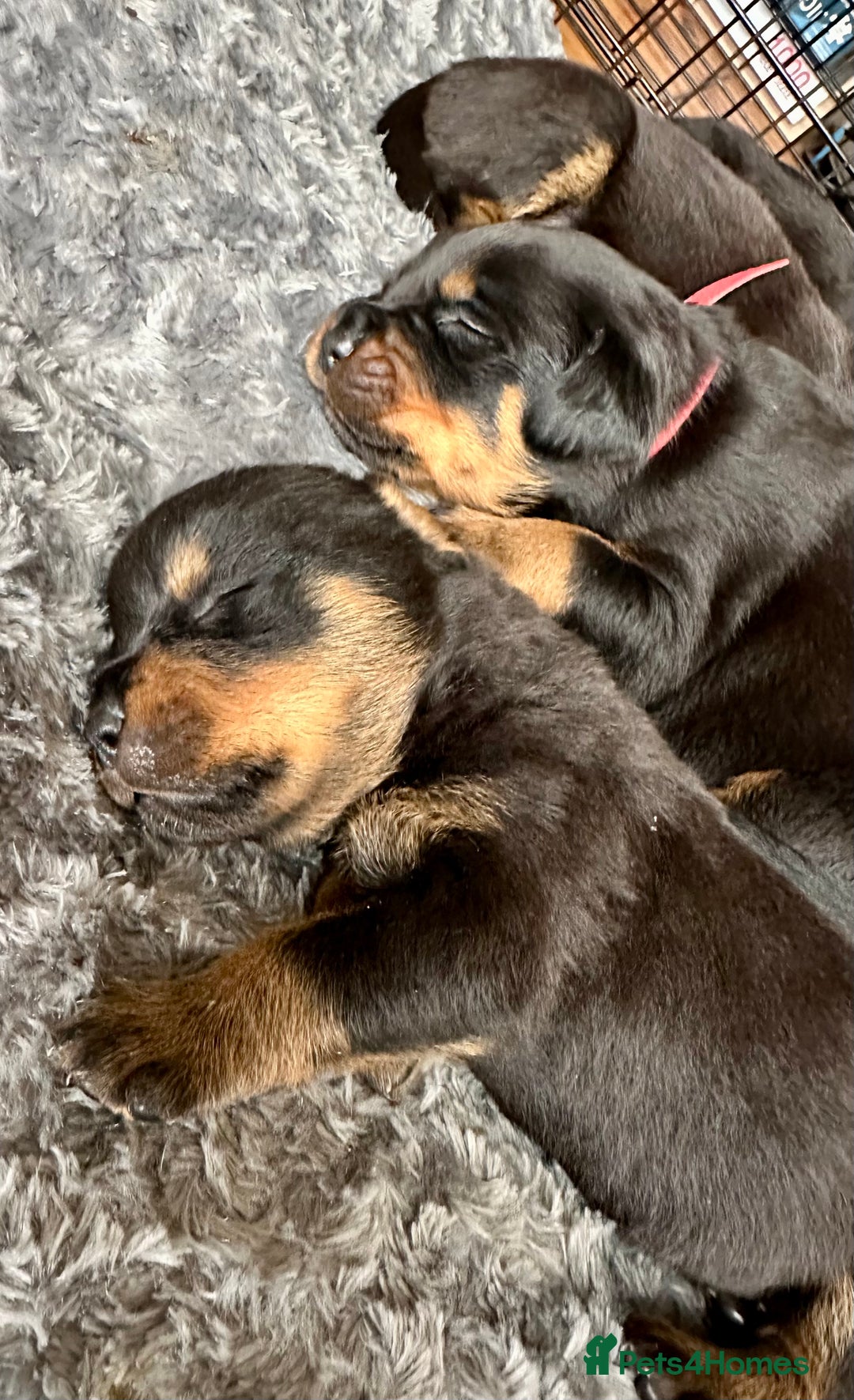 Rottweiler dogs for sale: Rottweiler puppies  - Advert 16