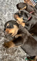 Rottweiler dogs - Advert 9