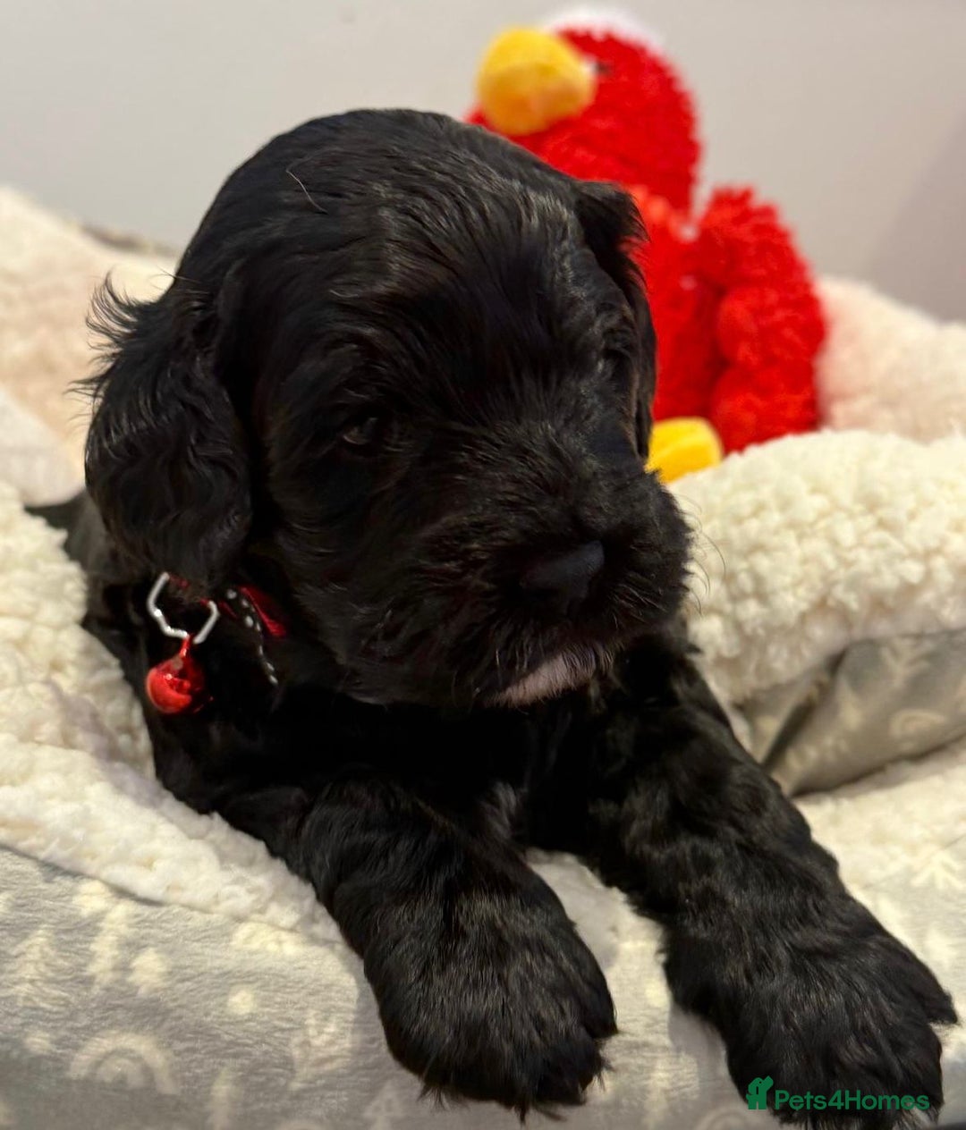 Cavapoo dogs for sale: Black Cavapoo F1 girl available 🐾👸 - Advert 1
