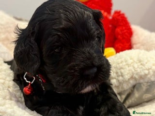 Cavapoo dogs Black Cavapoo F1 girl available 🐾👸 - Advert 6