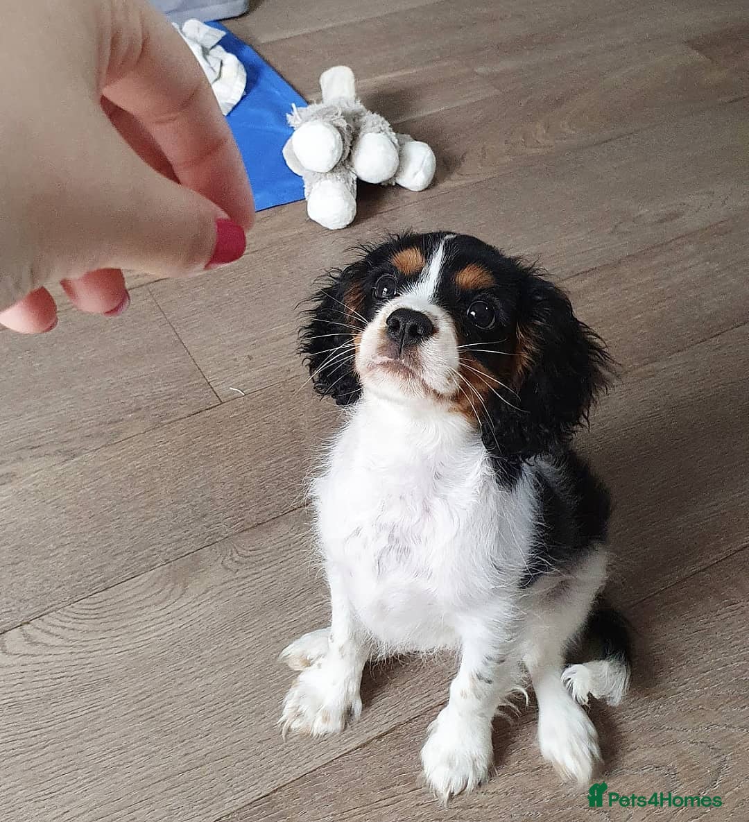 Cavalier King Charles Spaniel dogs for sale: Adorable Cavalier Puppy Needs Loving Home - Image 4